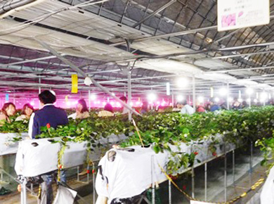 ナイターでいちご狩り